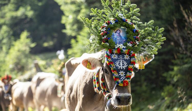 Hike to the tuft and cattle drive with Conny