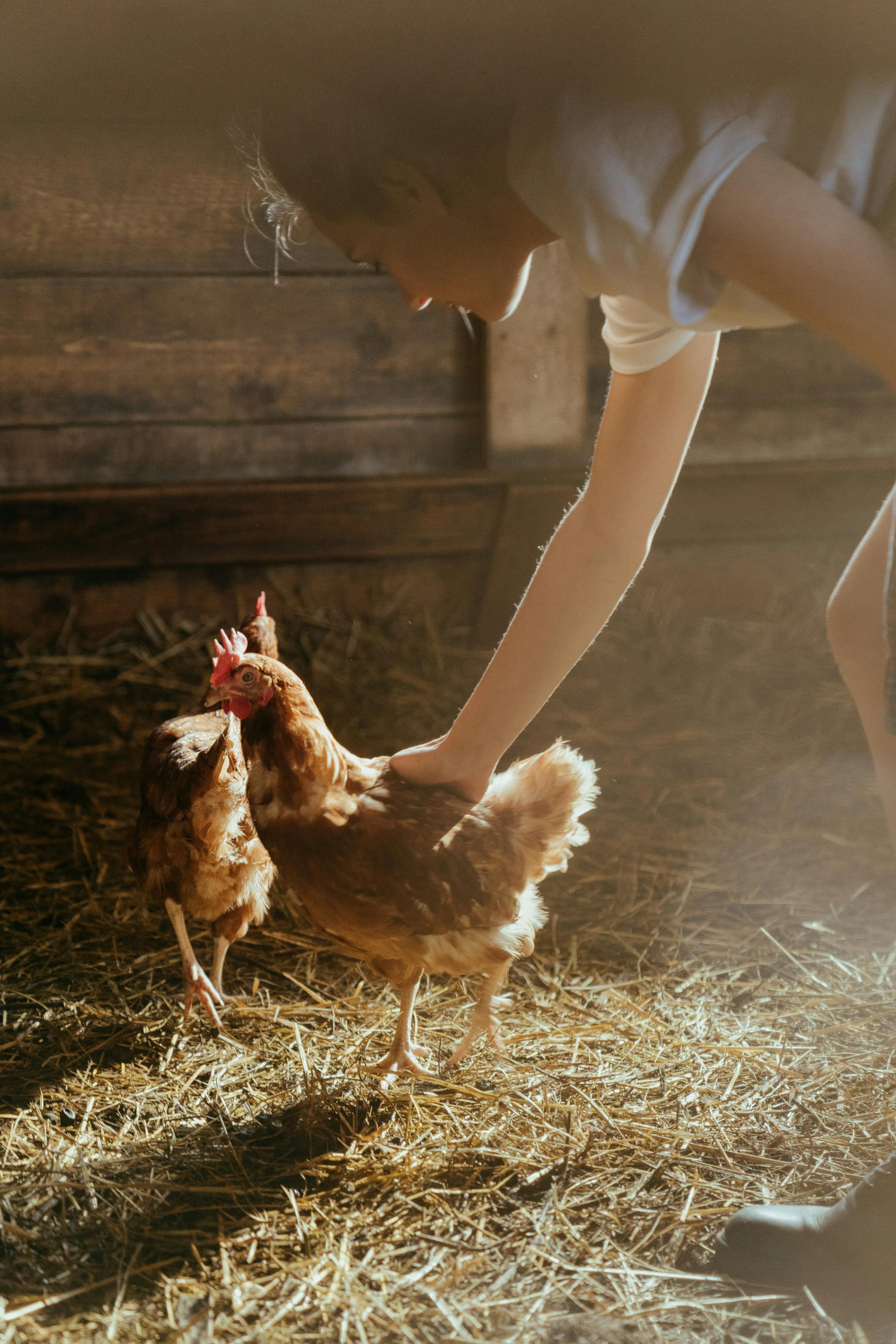 Did you know what a freshly laid egg really tastes like?
