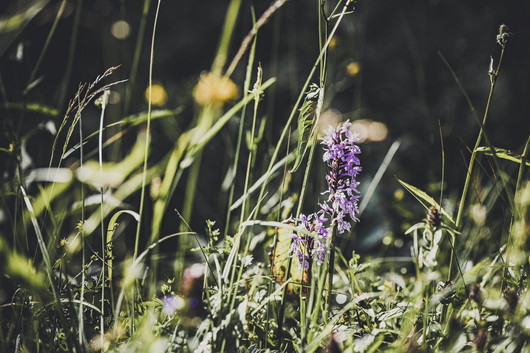 Flower meadow bath