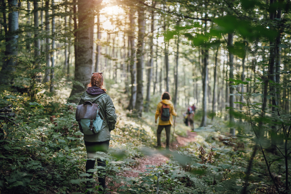 🌿 Wandern mit Sinn – Natur & Fokus vereinen