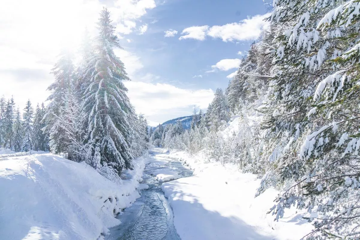Sparkling winter forest