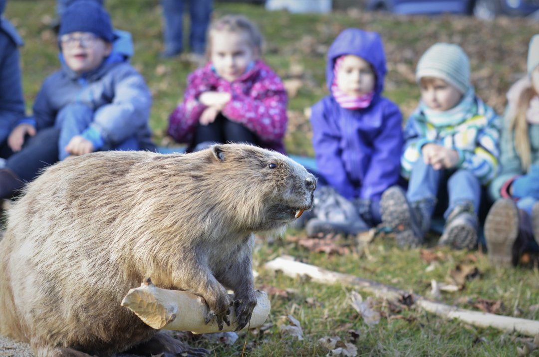 Wälderfuchs - Auf den Spuren vom Falkauer Biber – Baumeister mit Biss