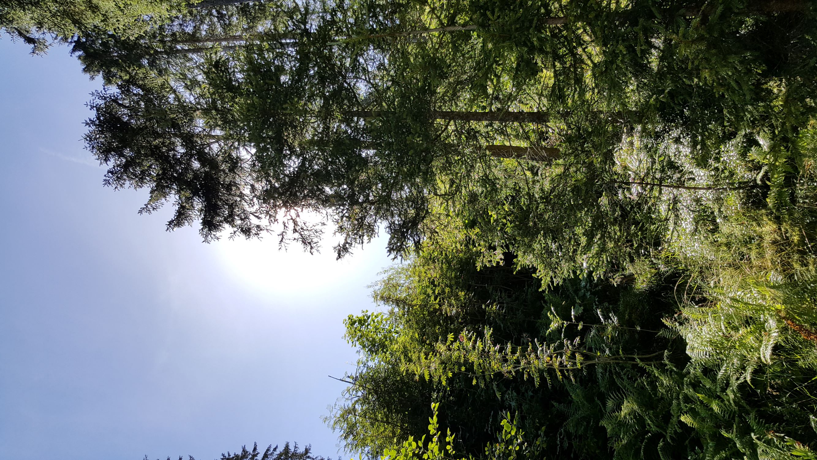 Forest bathing in the bell