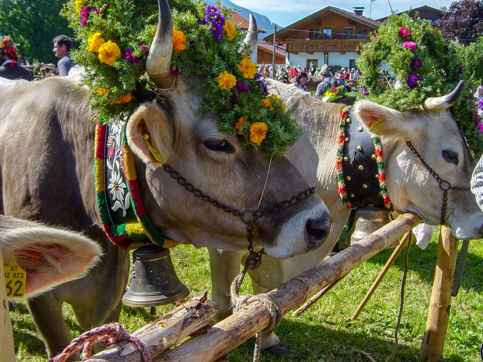 Almabtrieb im Tannheimer Tal