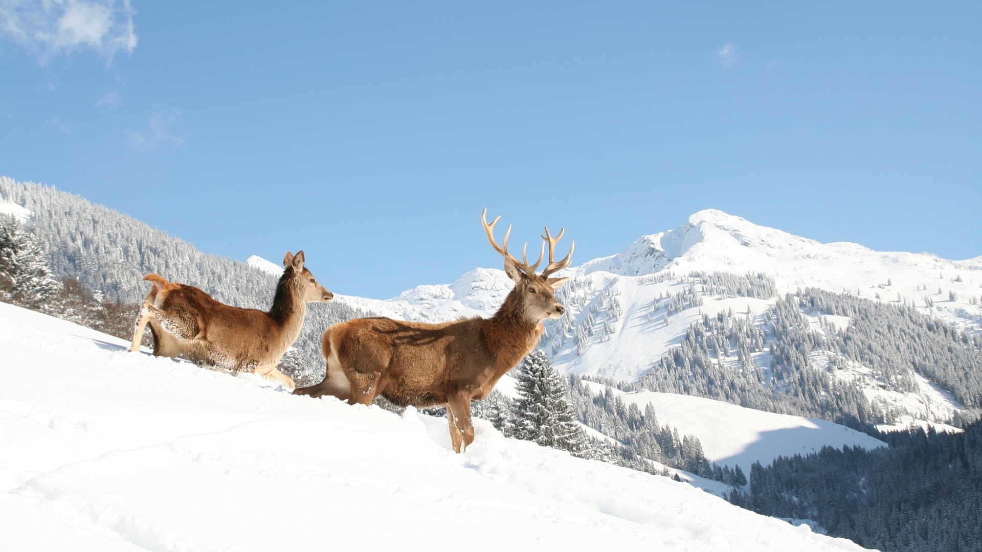 AURACH Wildlife Park near Kitzbühel
