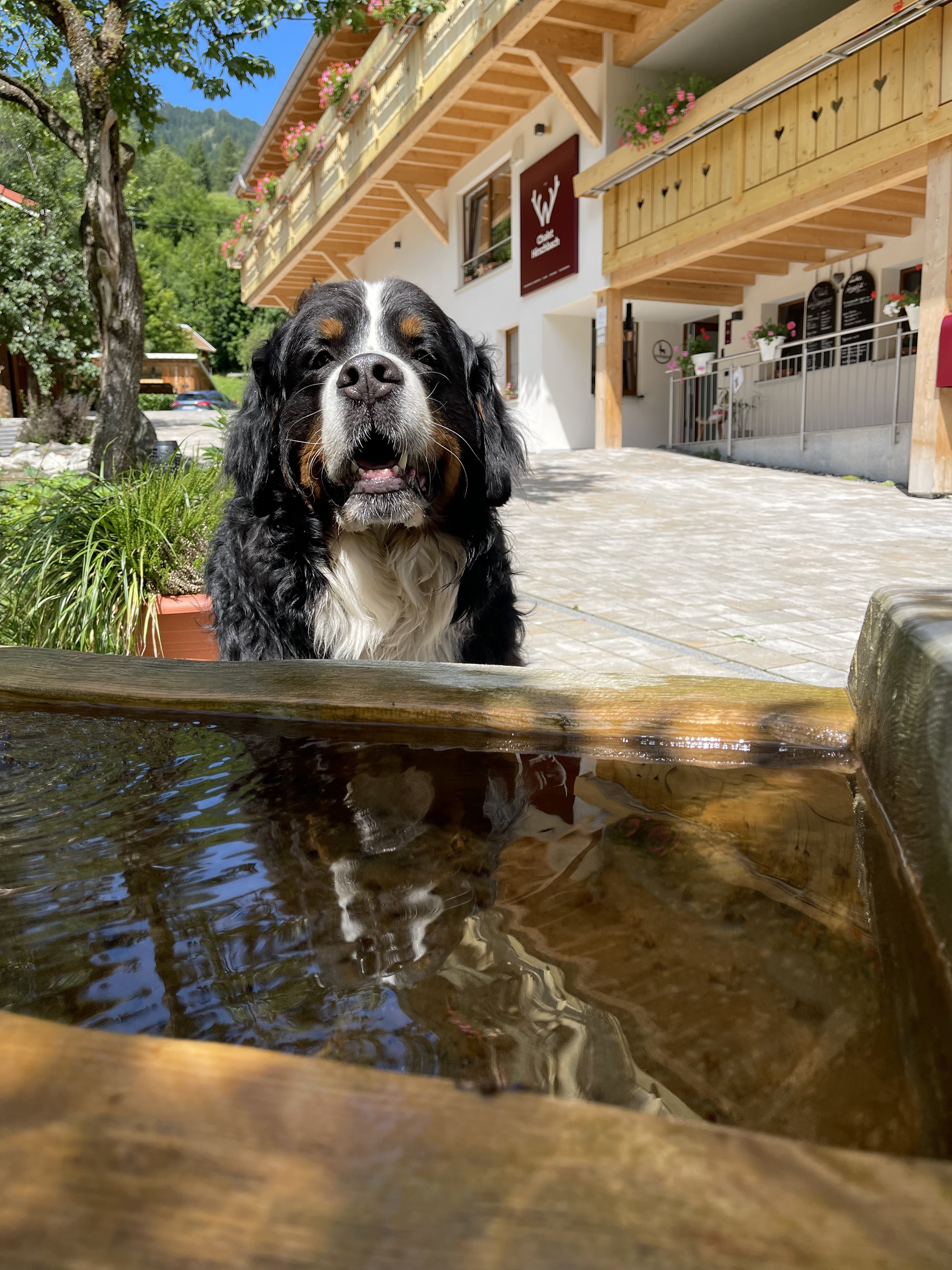 Dog washing station
