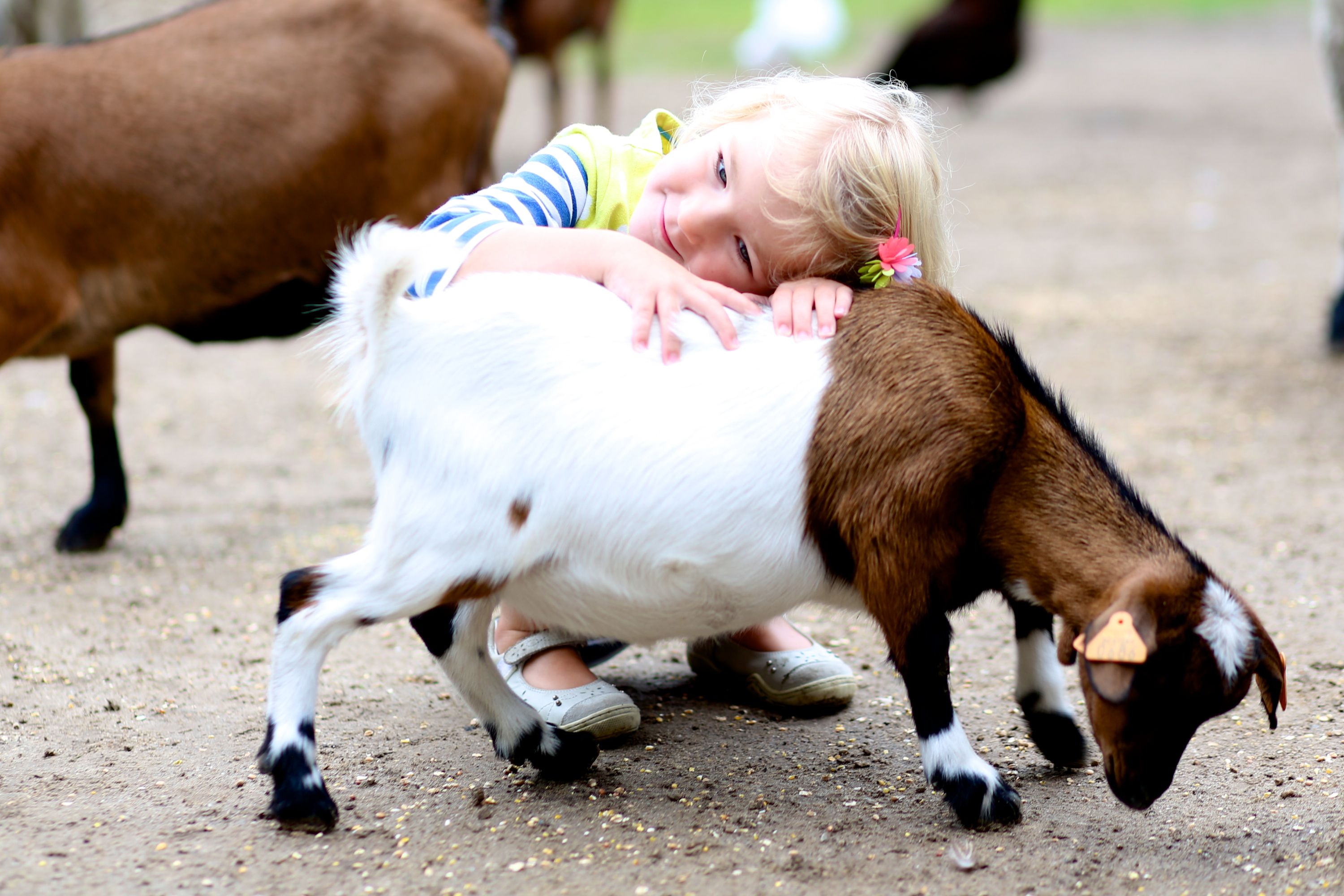Feeding animals