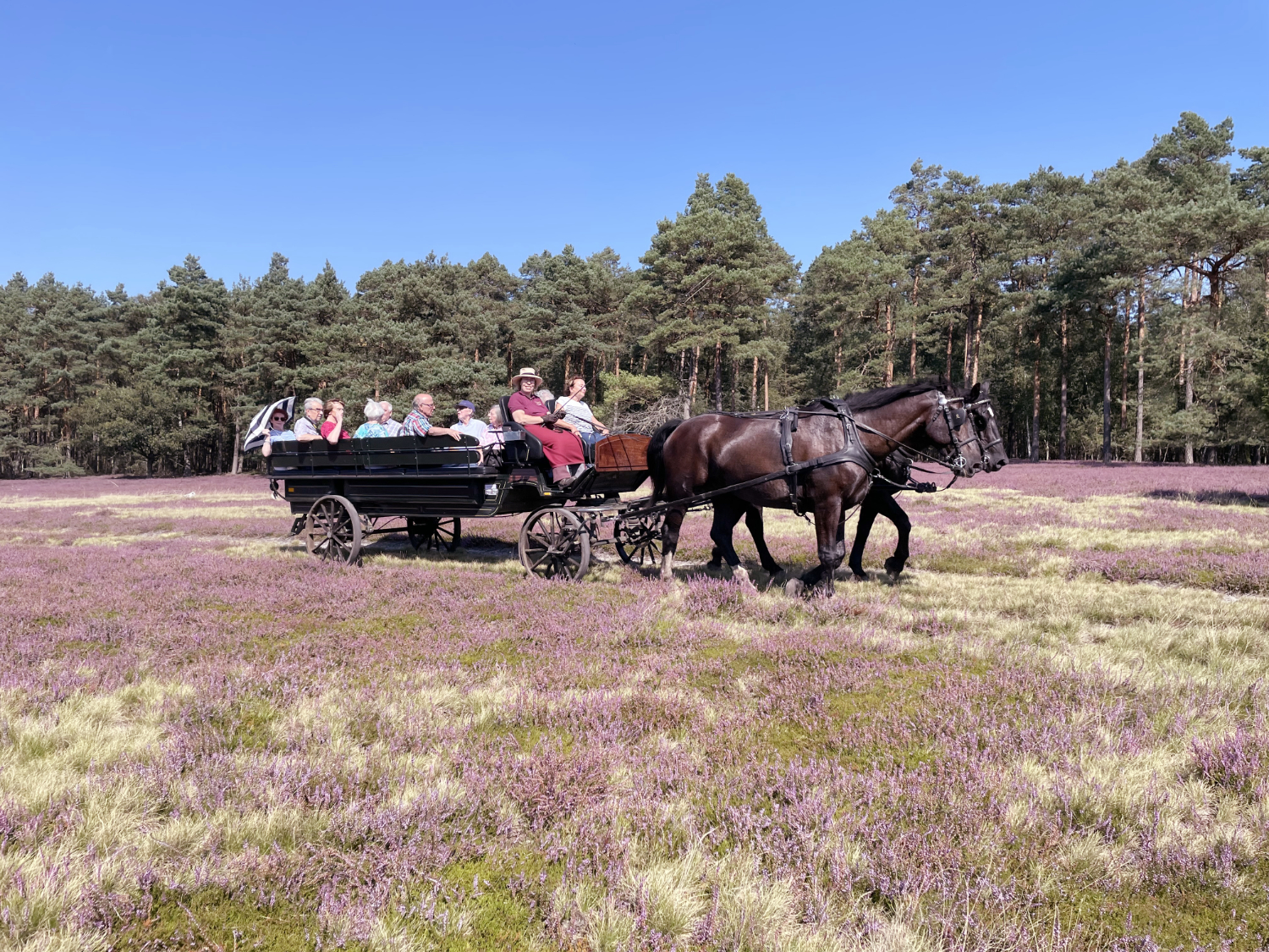 "Great
Heath Tour" -
The highlight in the
Lüneburg Heath