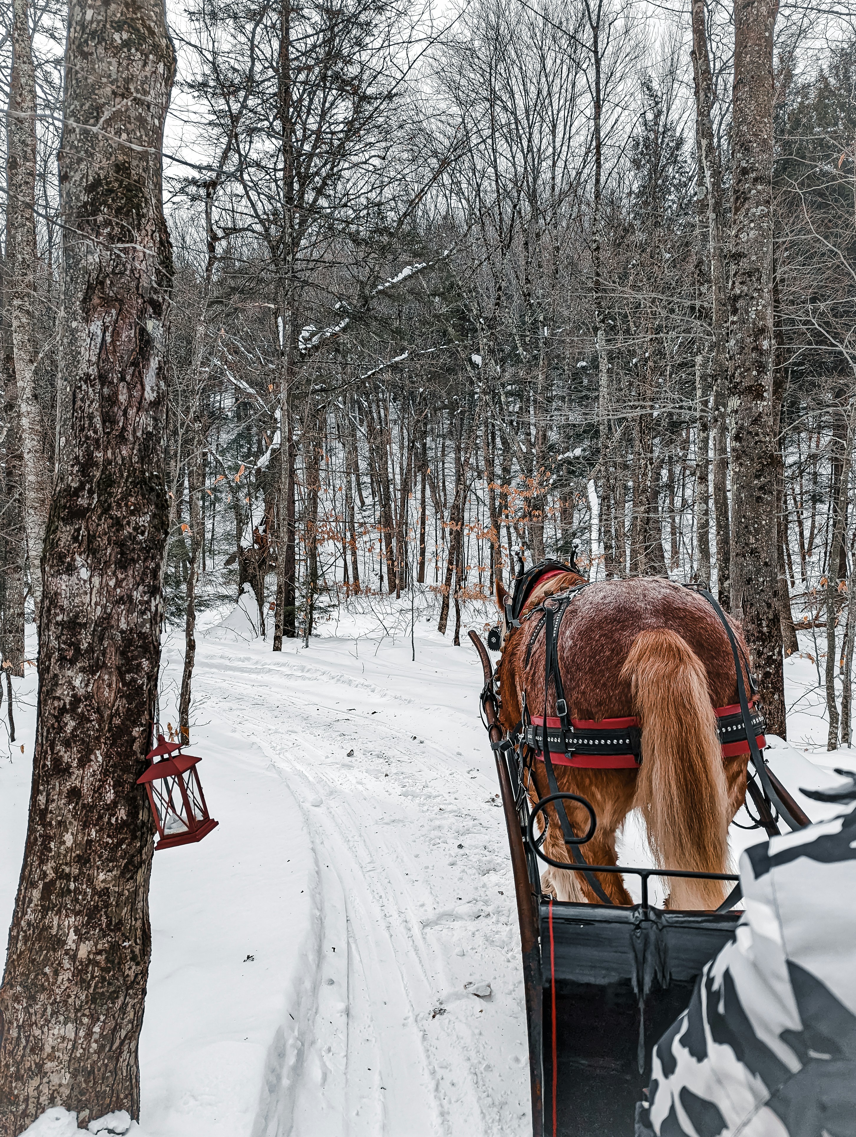 Horse-drawn carriage ride