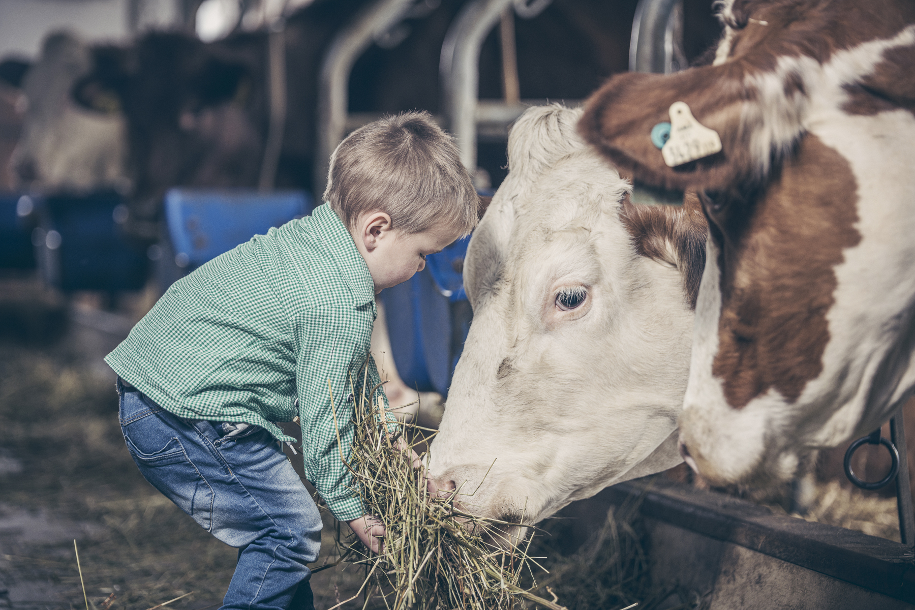 Feeding the animals with farmer Walter
