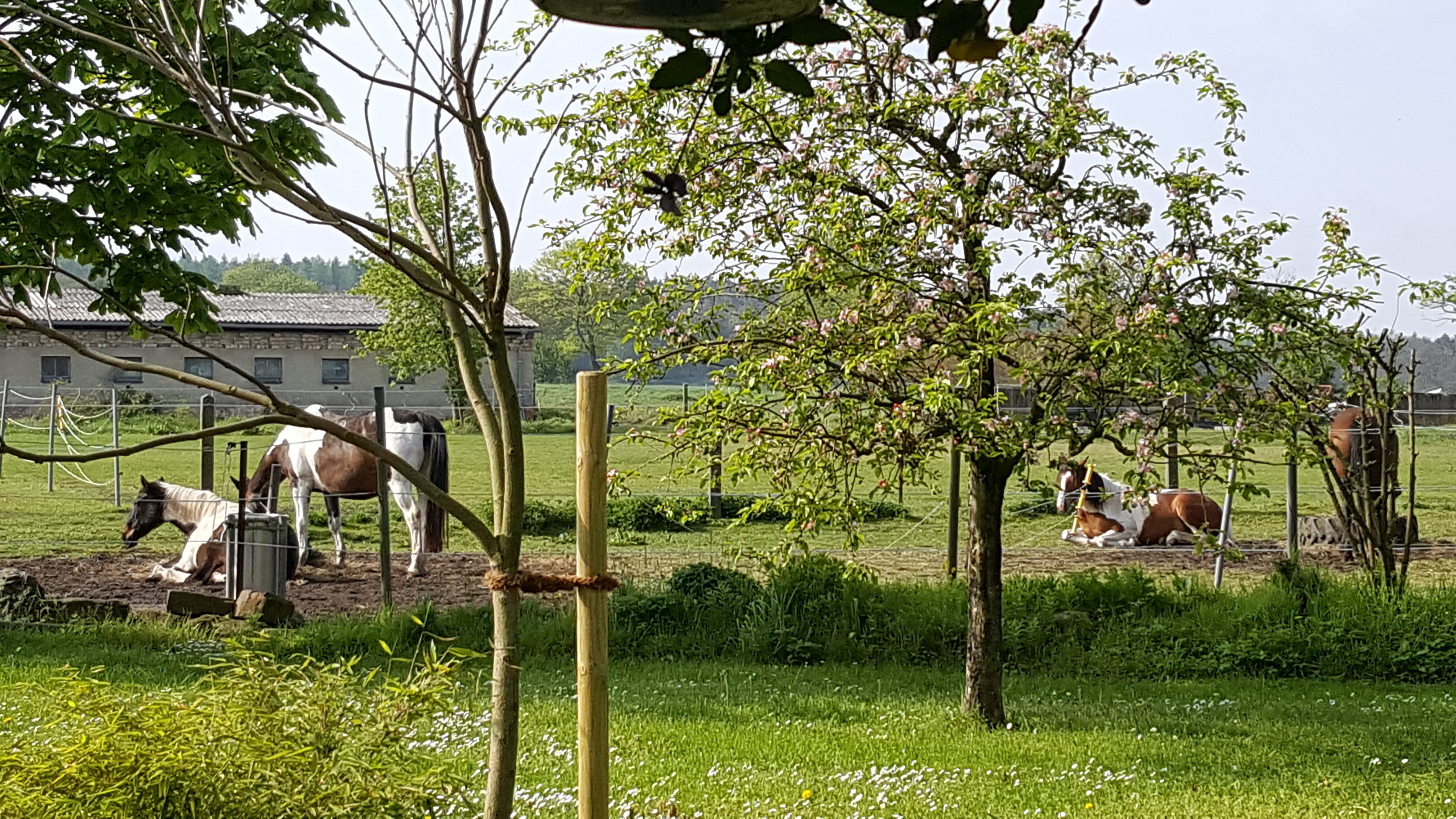 Vacations with a horse: relax and experience adventure