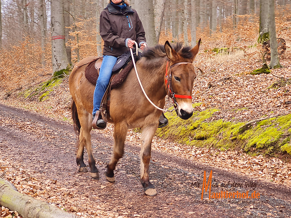 Maultierritte im Naturpark Kellerwald-Edersee