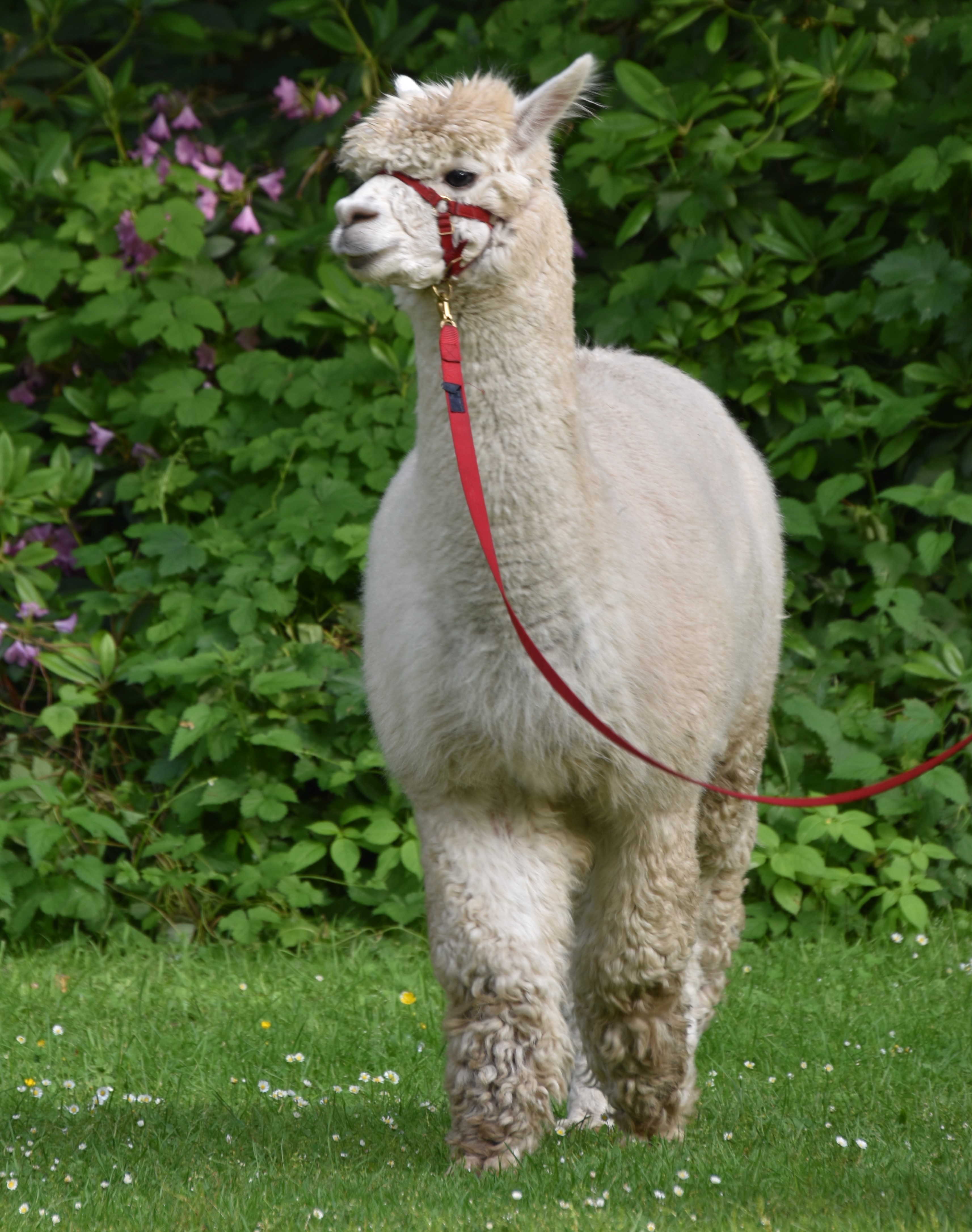 Get to know our alpacas. Alpaca taster lesson | Hohe Heide, image size:3427x4344