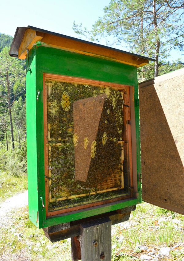 On the trail of the bees | bee trail & organic beekeeping Tyrol