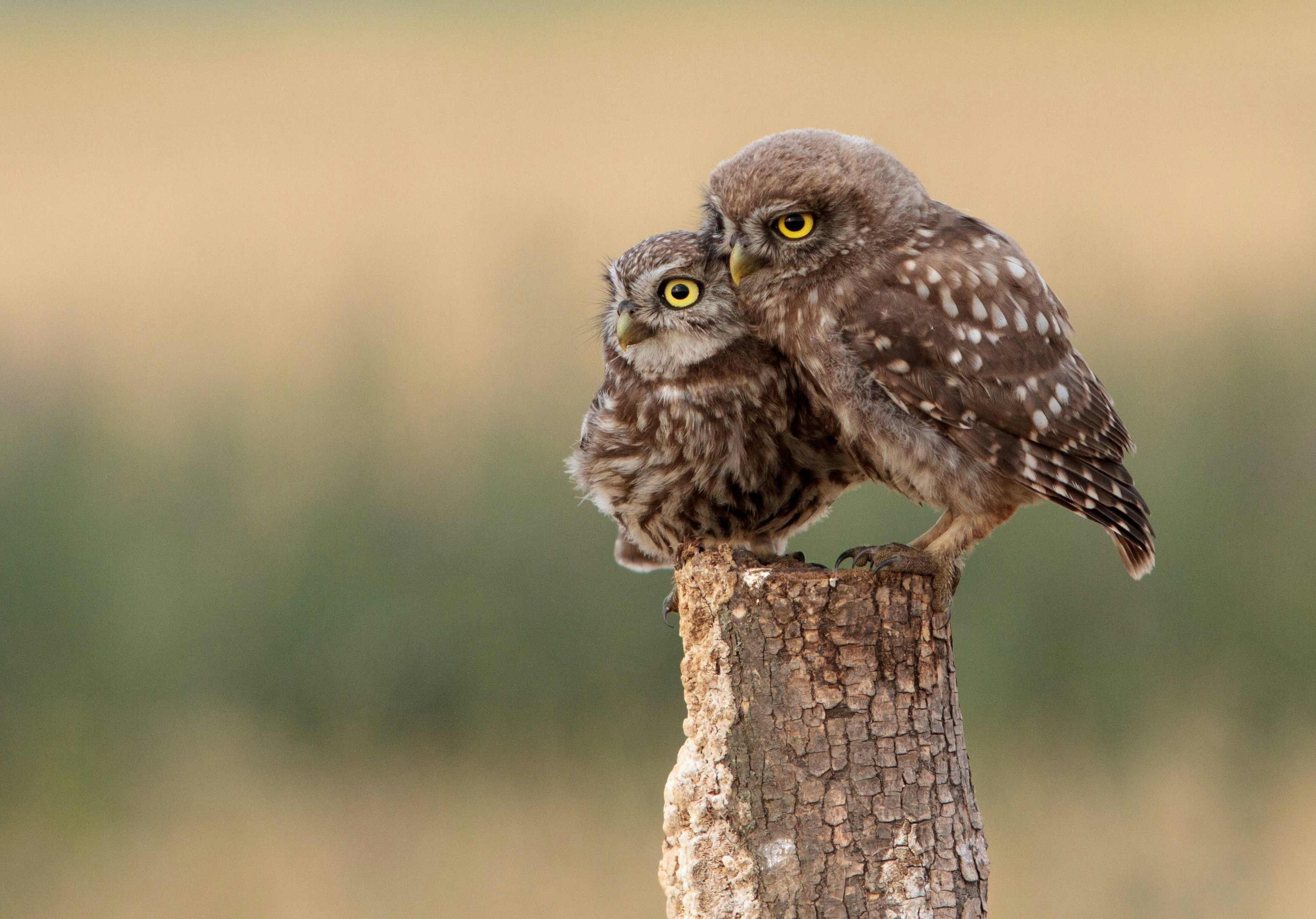 Naturwanderungen - Näher an die Vogelwelt in Brigels
