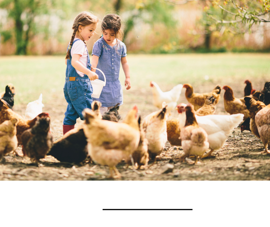 Animal feeding