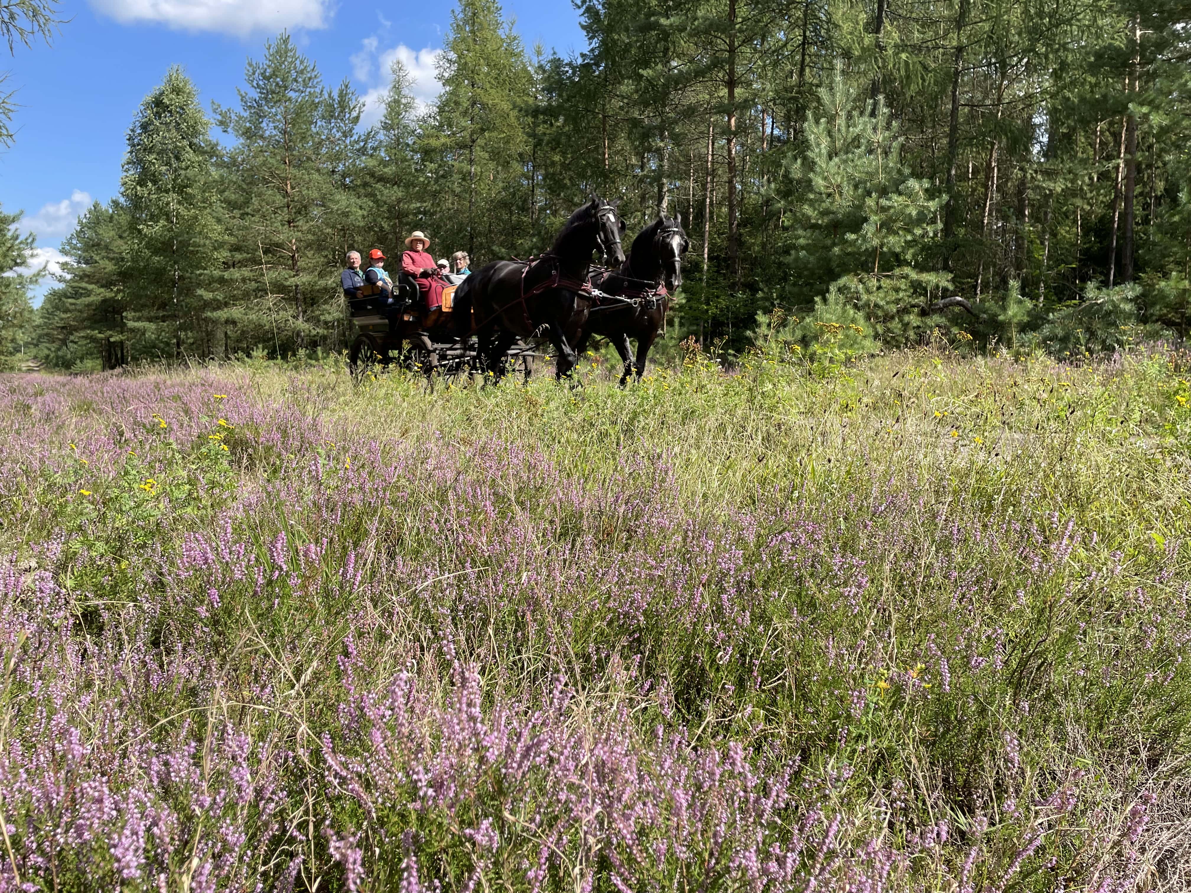 With us the
Lüneburg Heath
discover