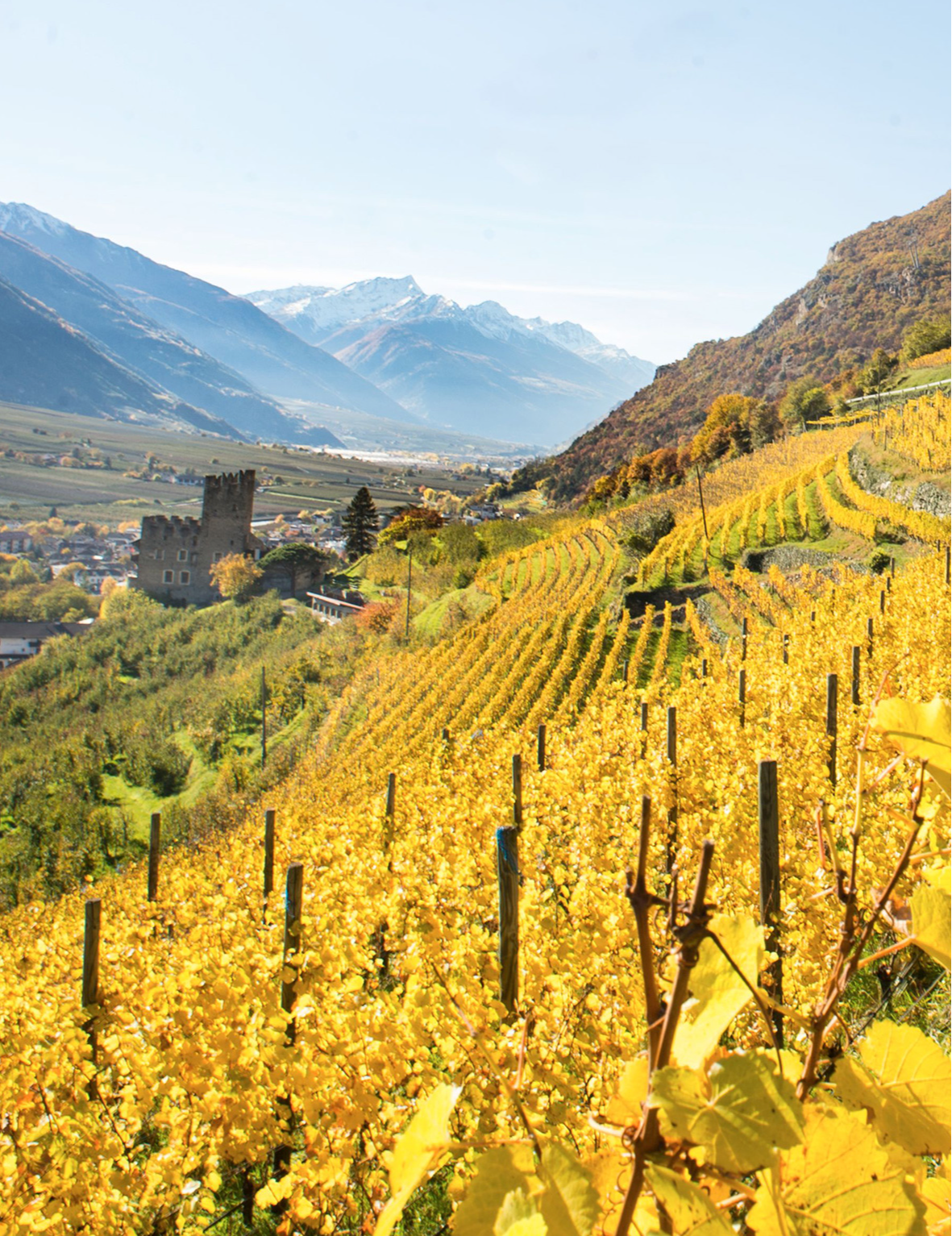 Vinicoltura di montagna a Naturno: visita guidata con degustazione alla Cantina Falkenstein image