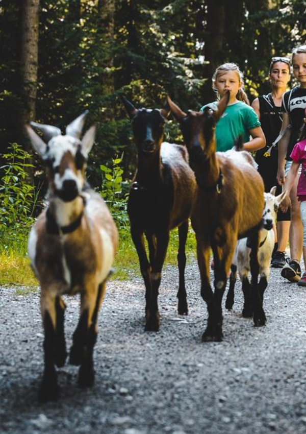 Goat fun in NICO's herb kitchen