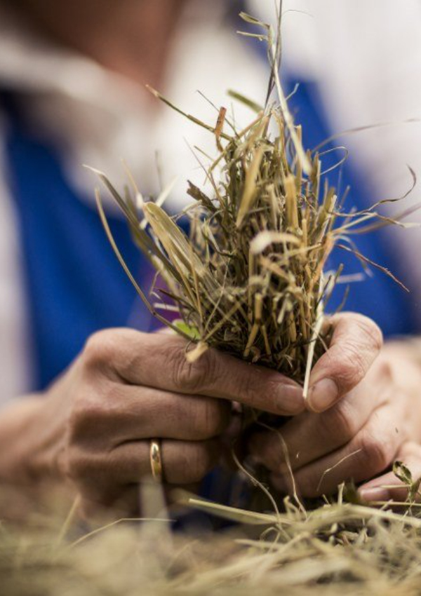 Organic Hay Wrap 