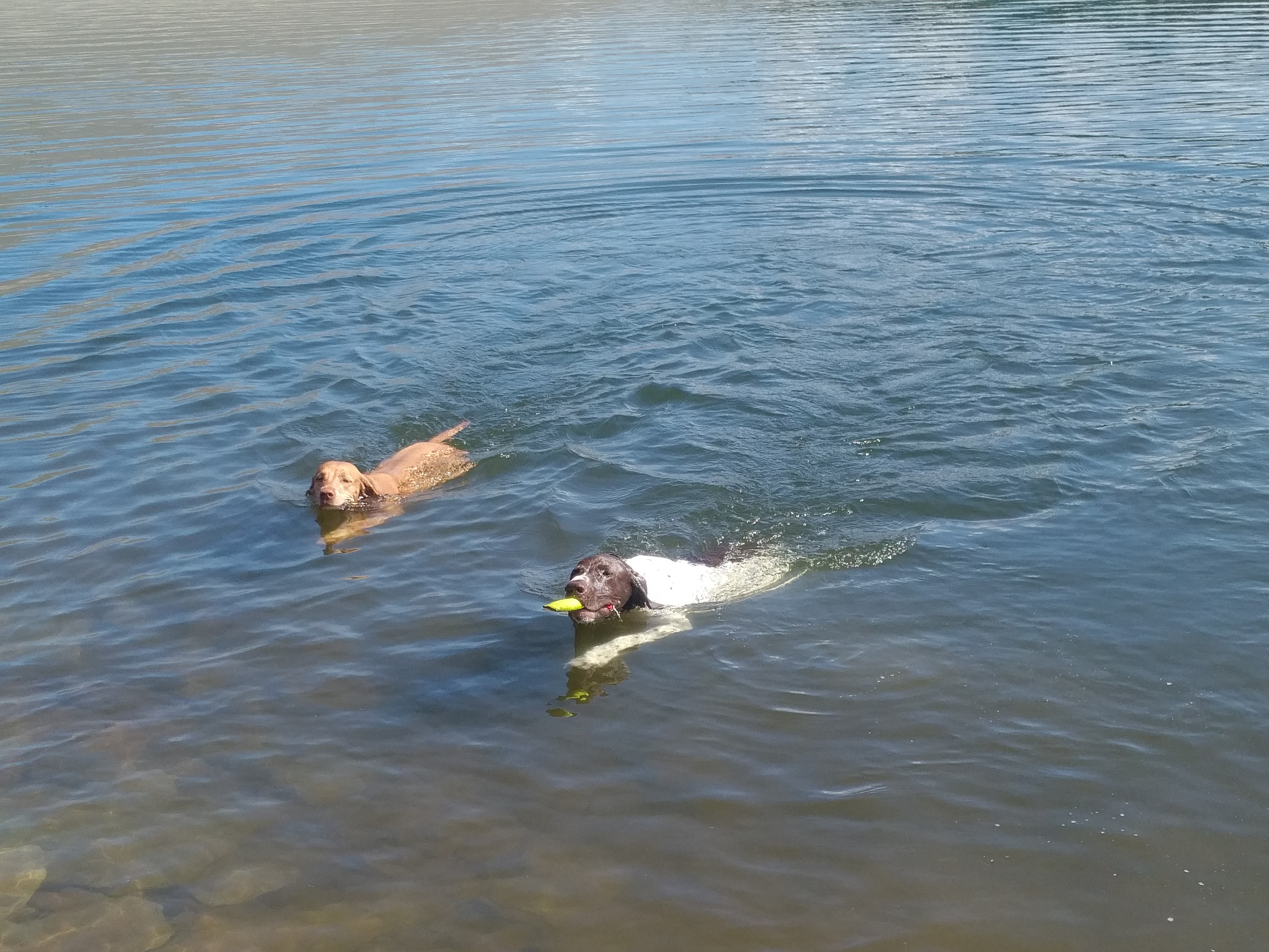 Große Hunderunde