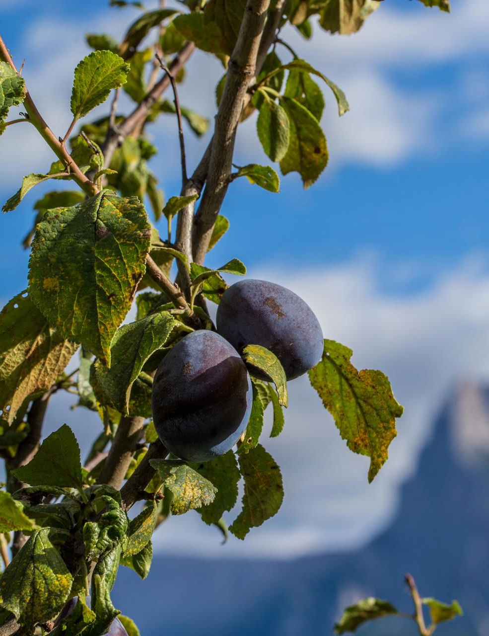 Barbiano plum weeks in September