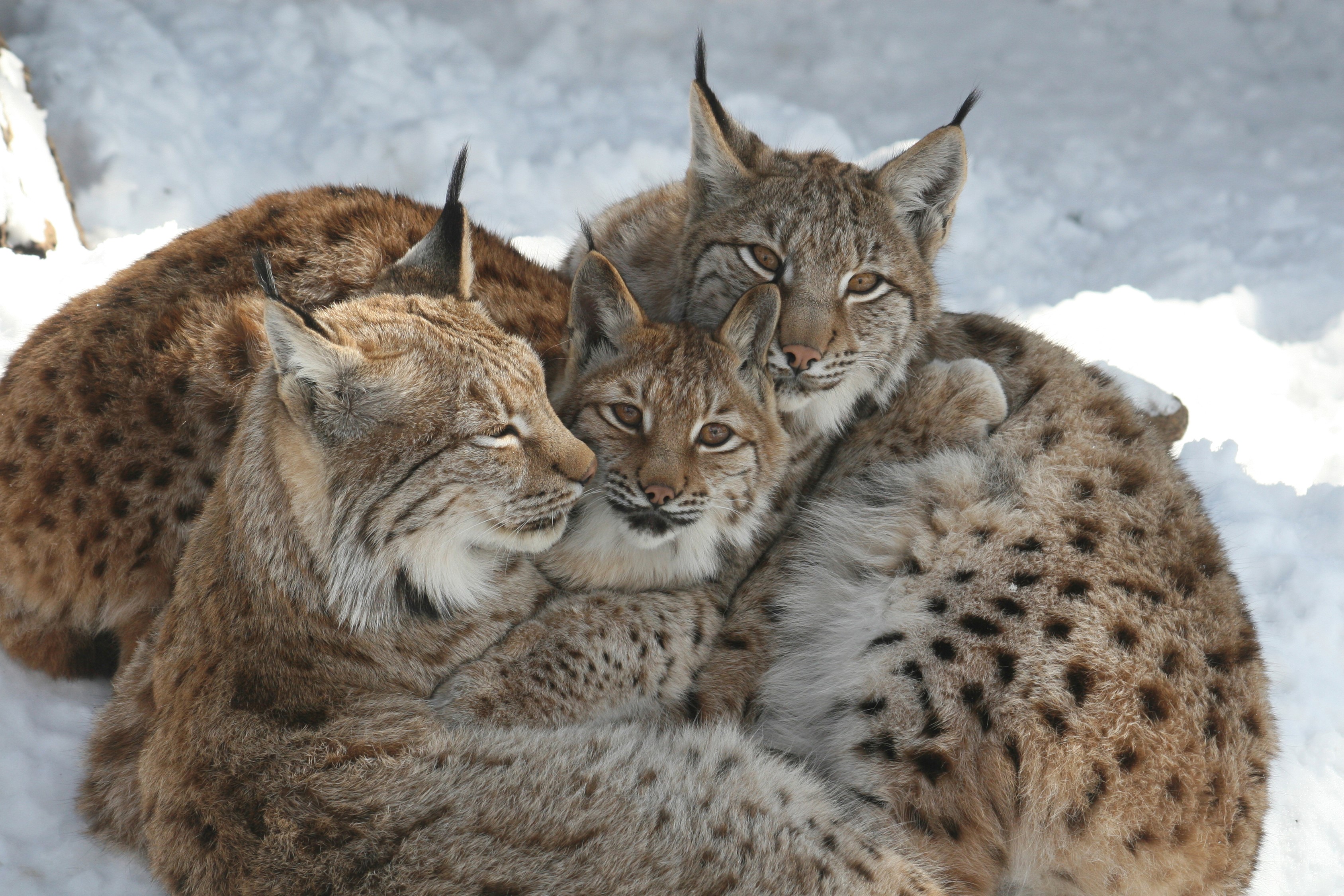Alpine Zoo Innsbruck