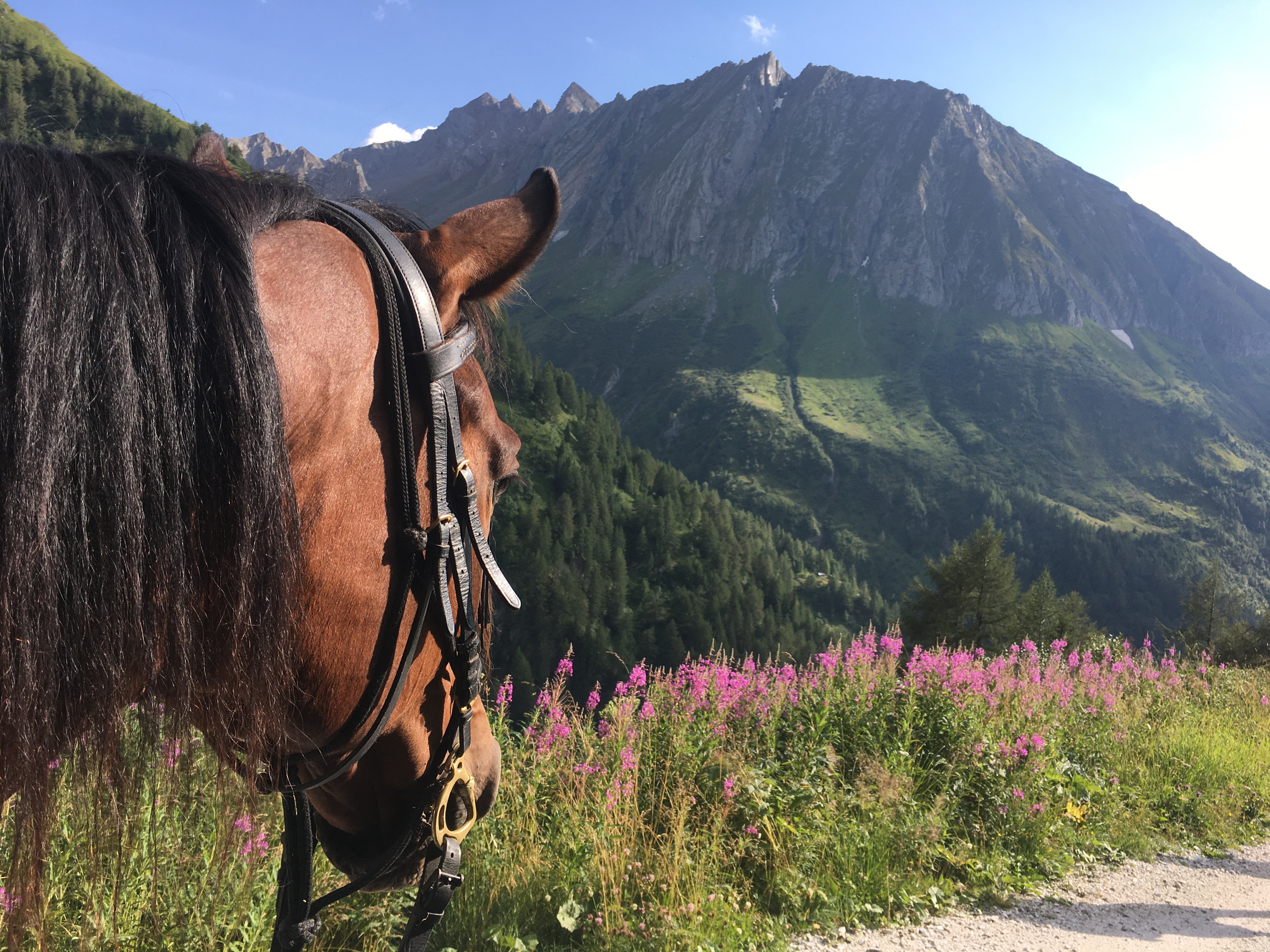 Vorbereitungskurs Alpenüberquerung 2026