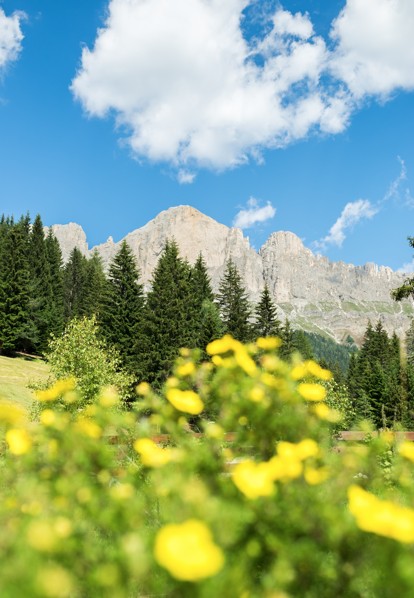 Blumenwanderung zum Kaiserstein🥾