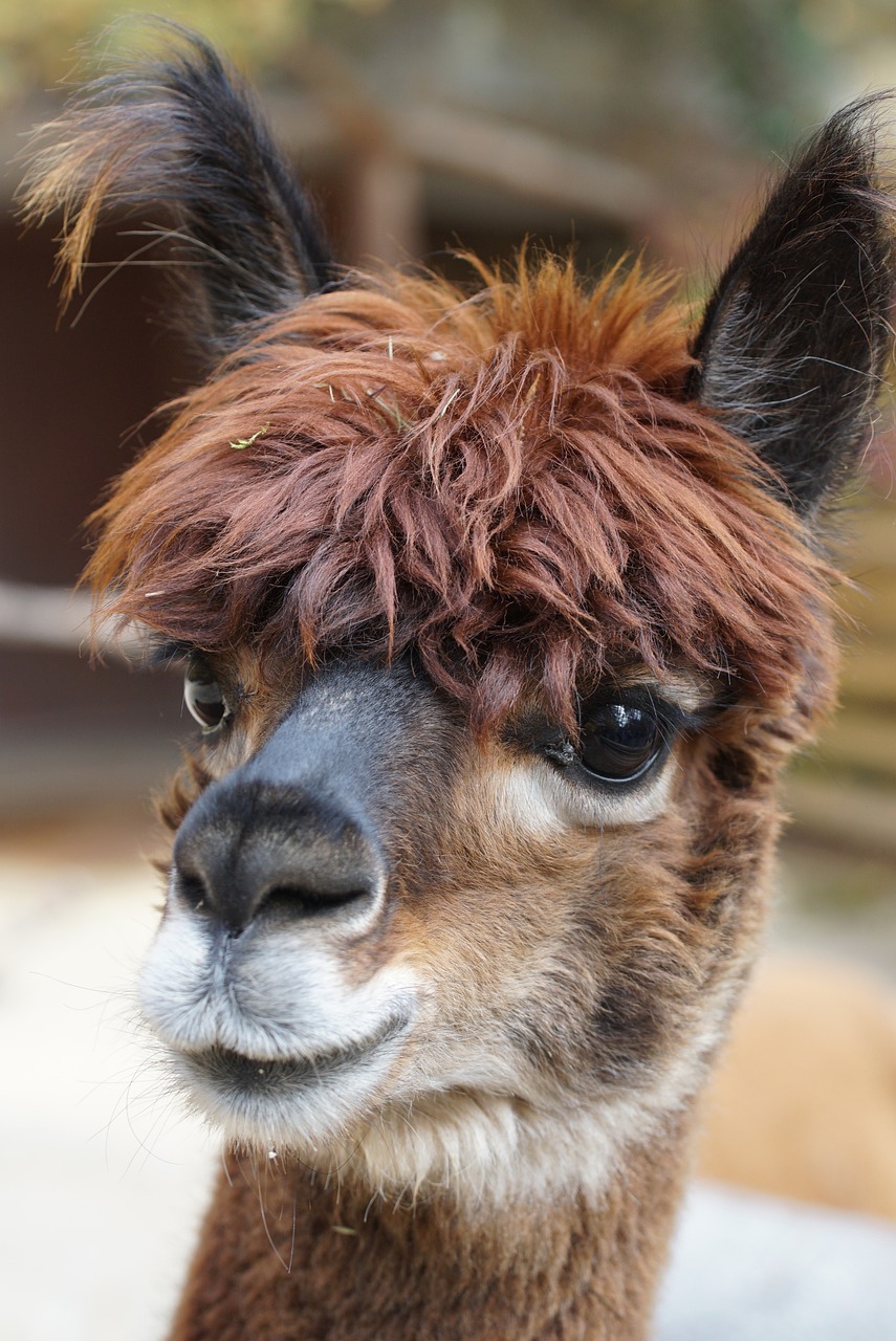 Alpacas from Serwester Hof