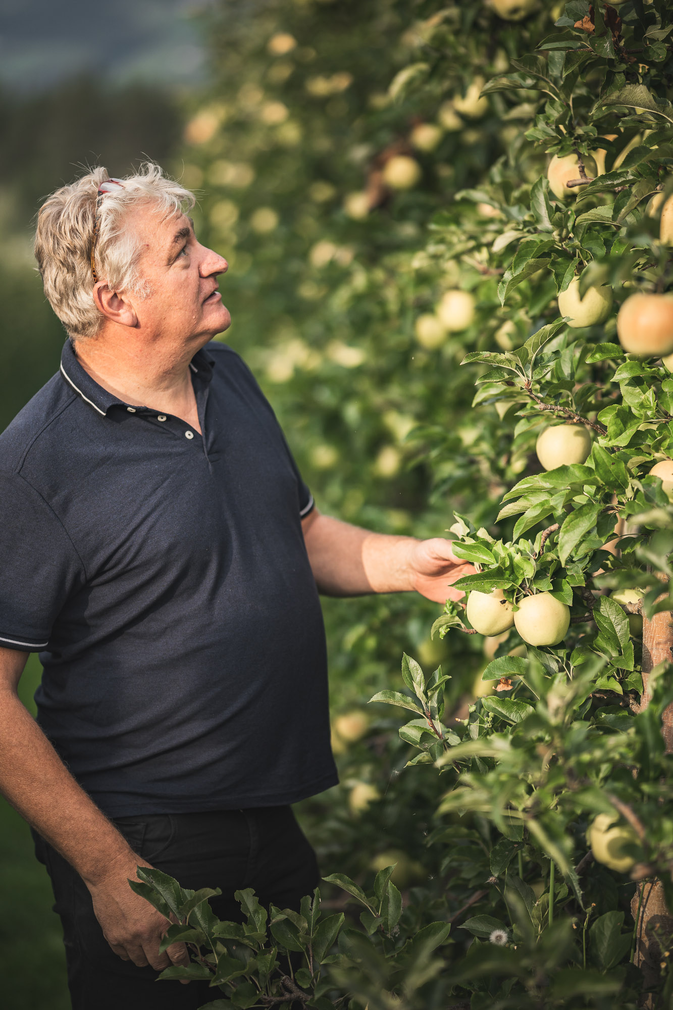 Everything about the apple