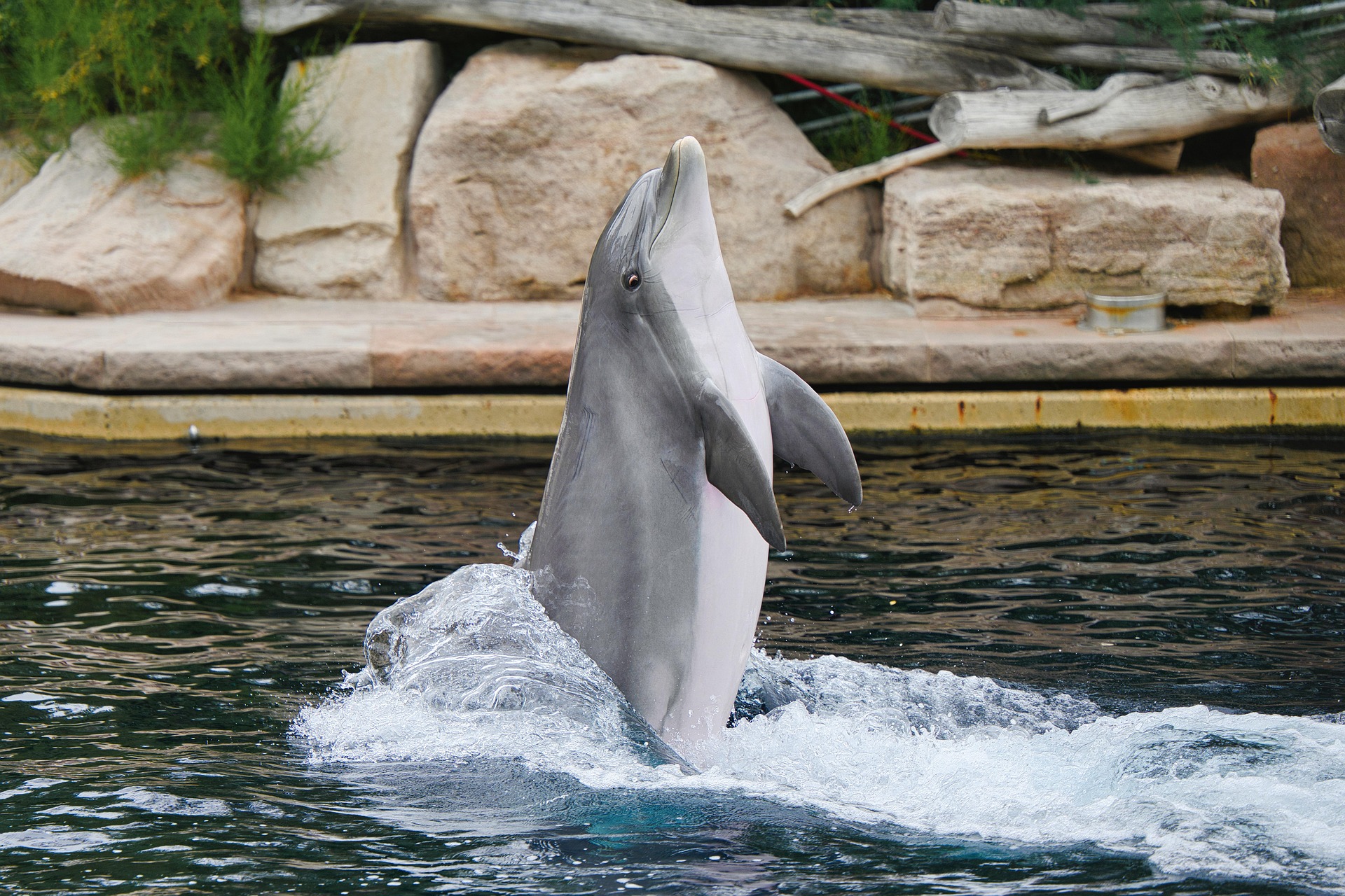 Nuremberg Zoo (encounter with dolphins)