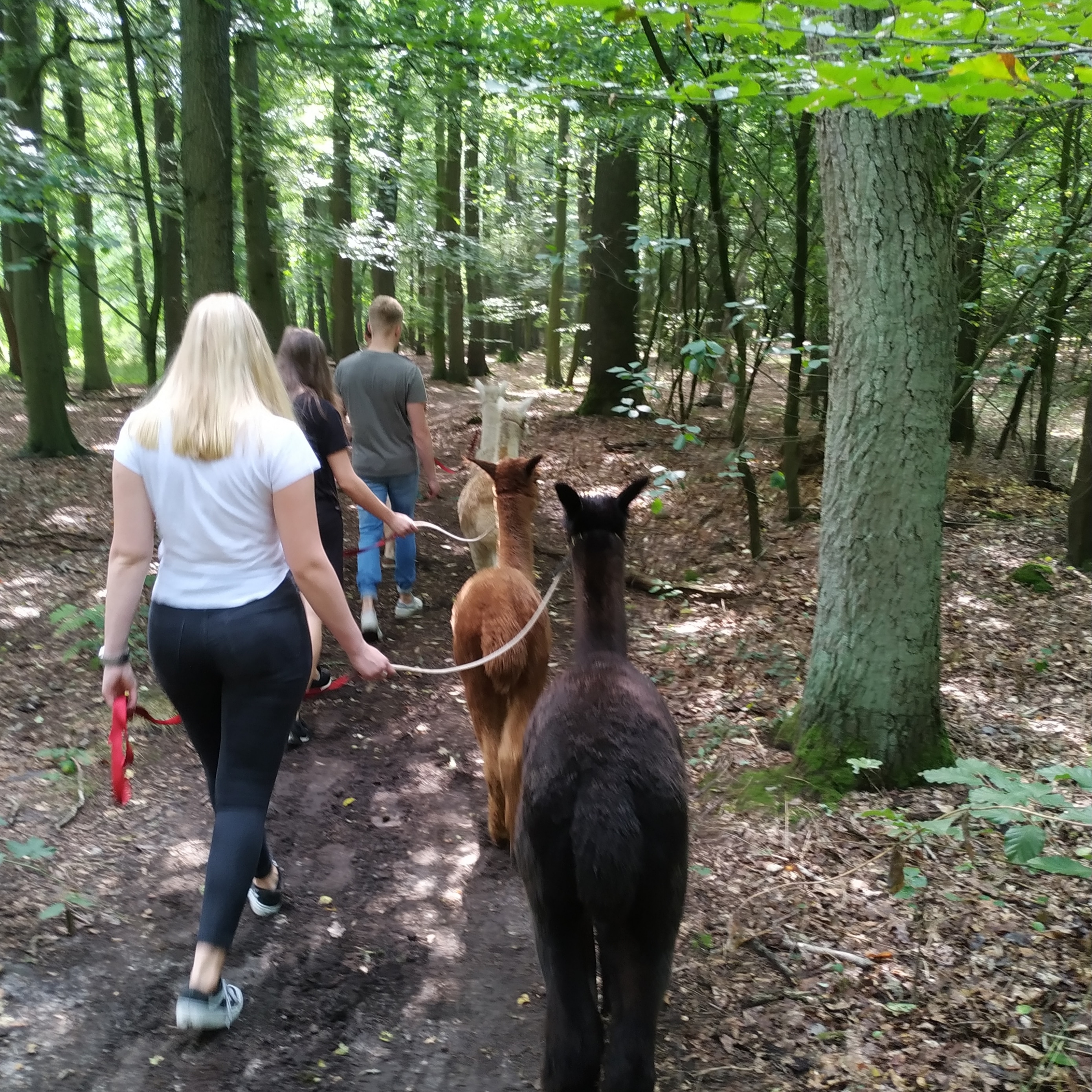Walk & Talk  mit  Alpaka