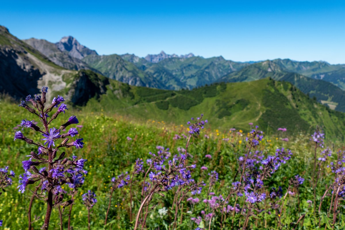 Herb walk with Susanne Tiefenbacher