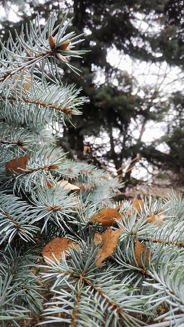 Zirben-Eukalyptus Aufguss