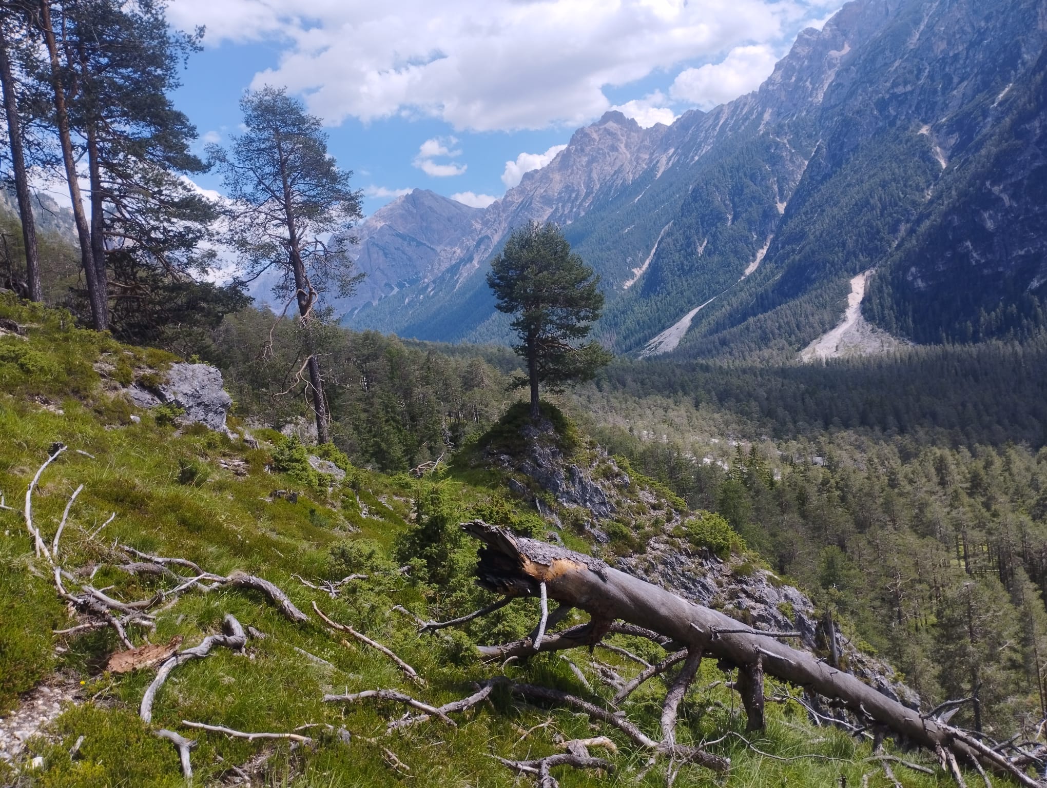 Wild Forest