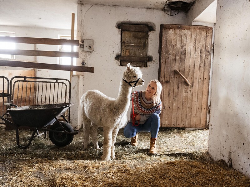 Guided tour of the farm