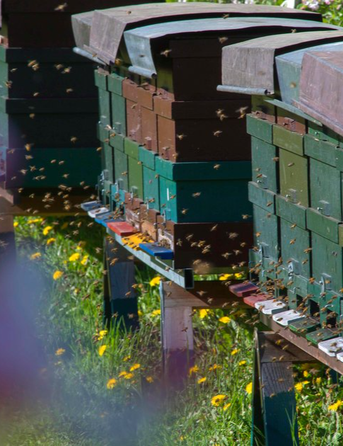  Adventure bee forest
