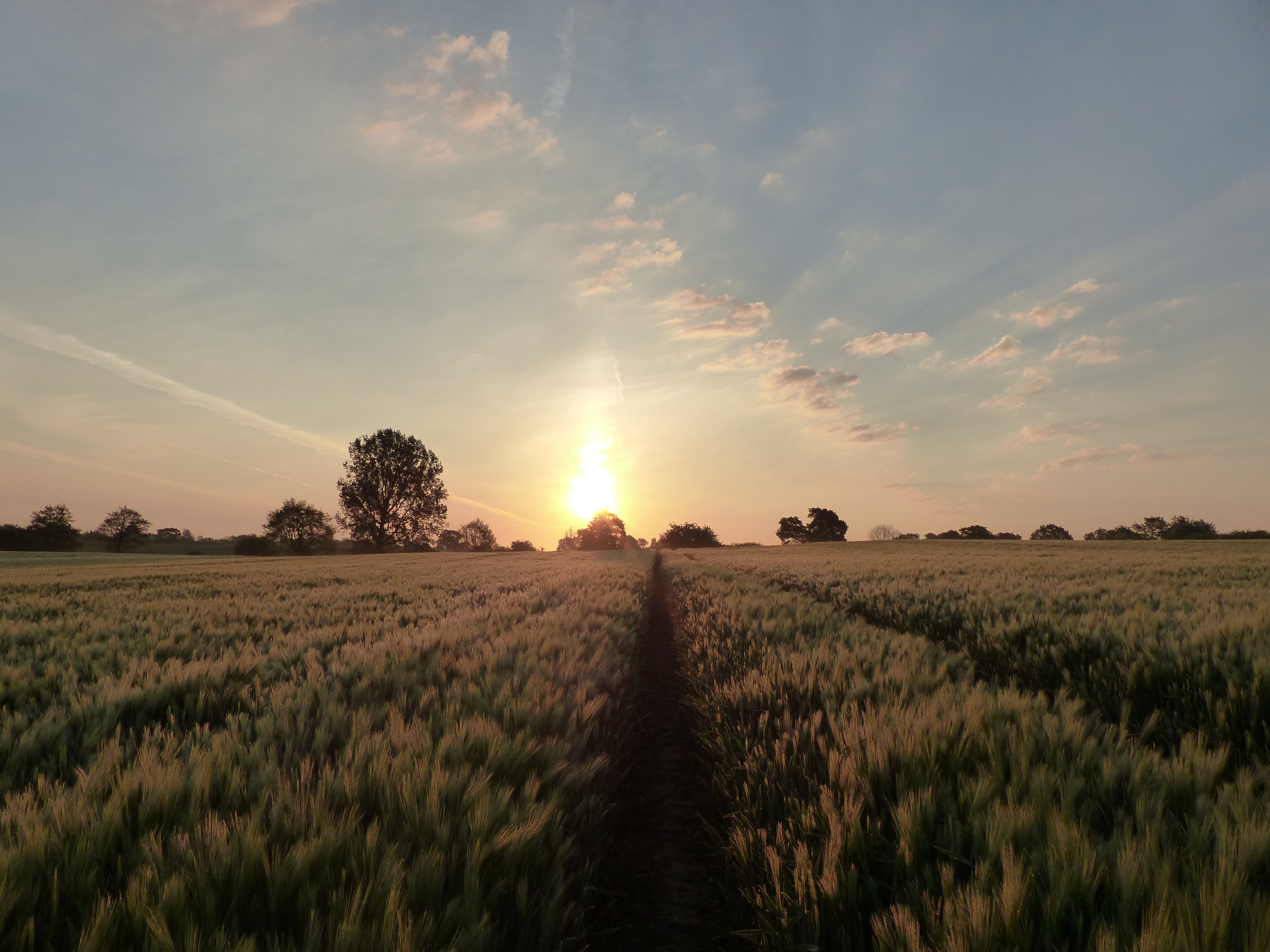 Meditative field walk