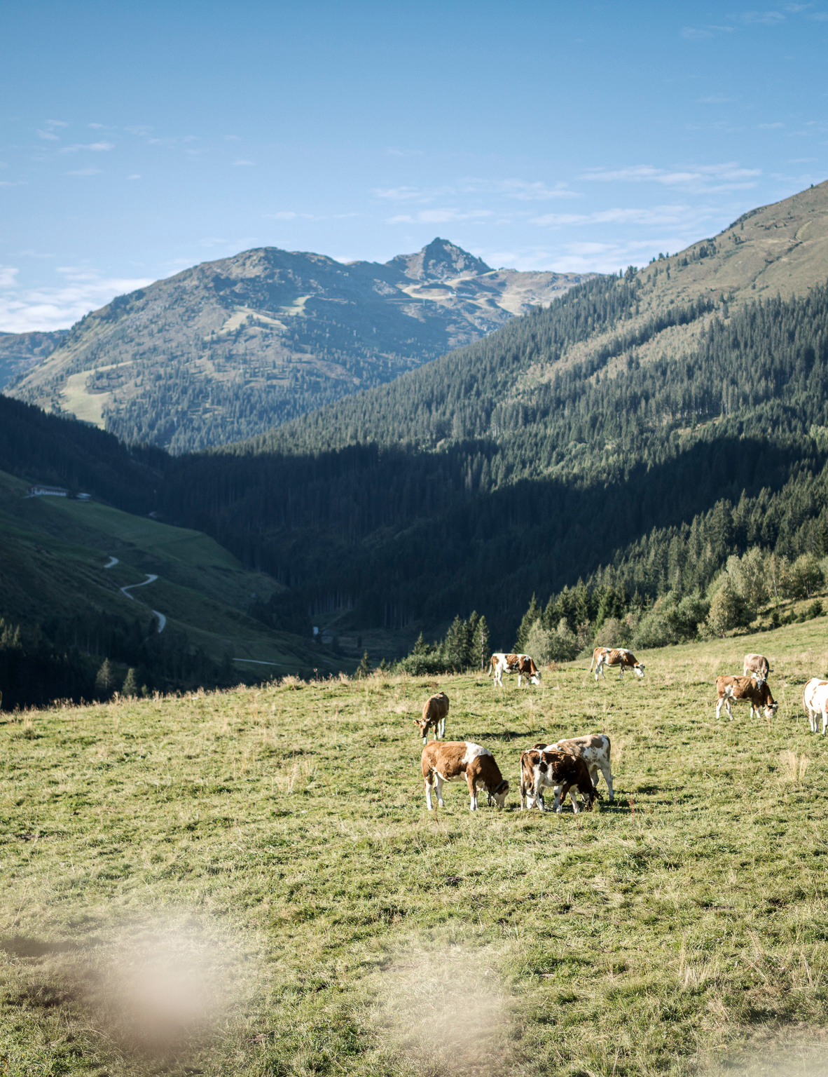 Hochfügen in summer