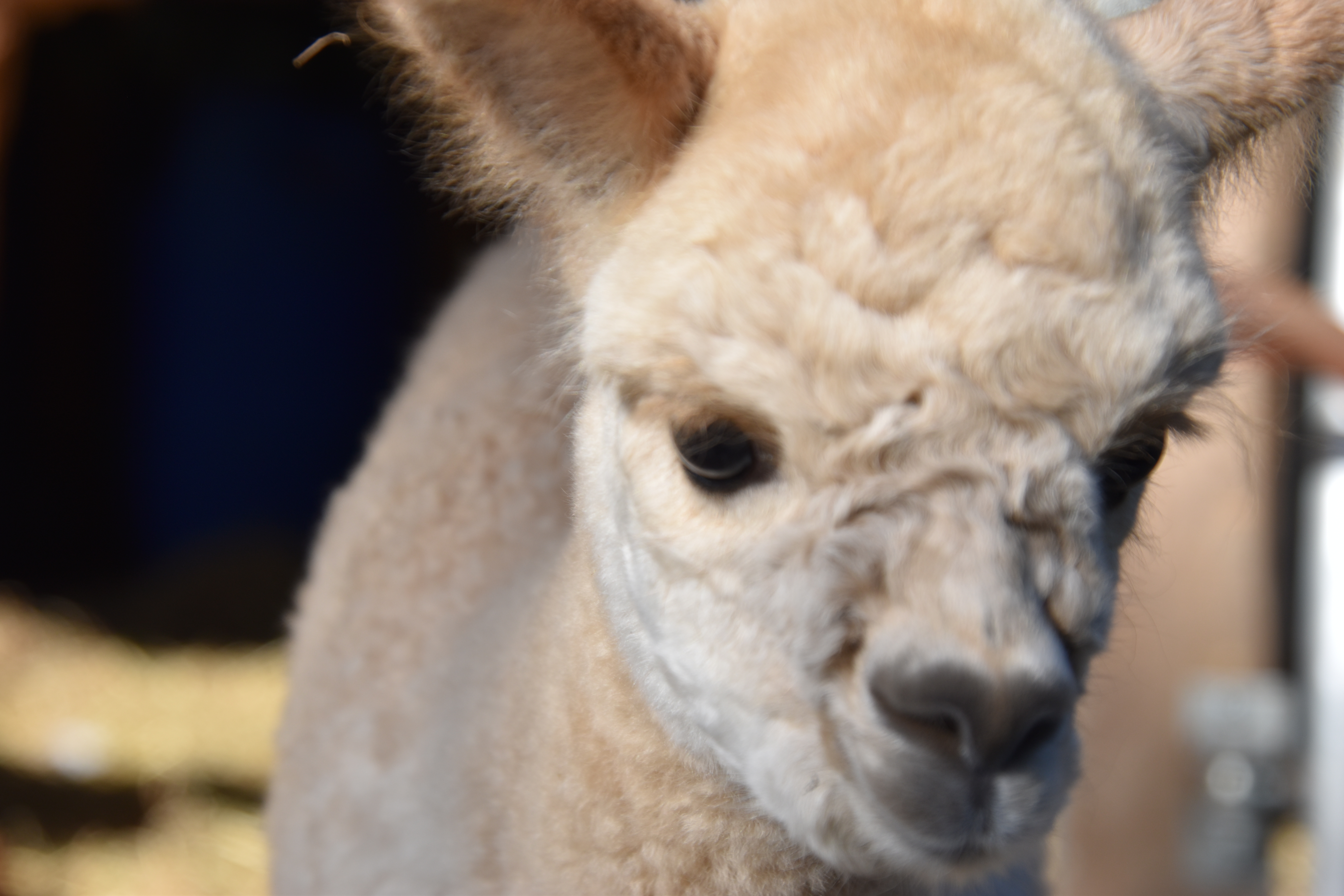 Alpaca picnic