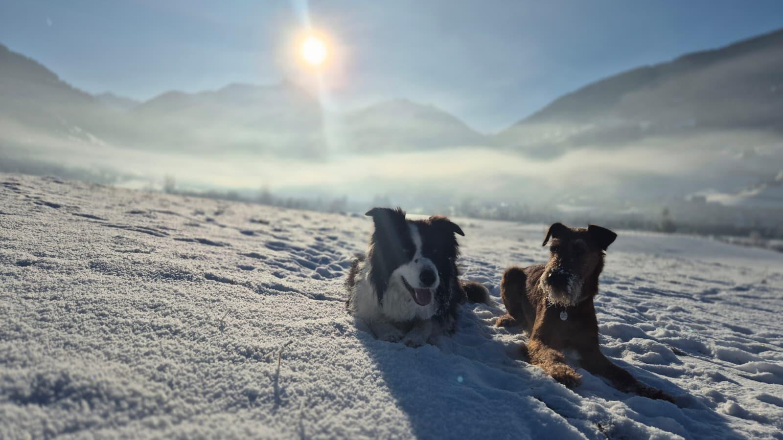 Social Walk - The guided dog walk
