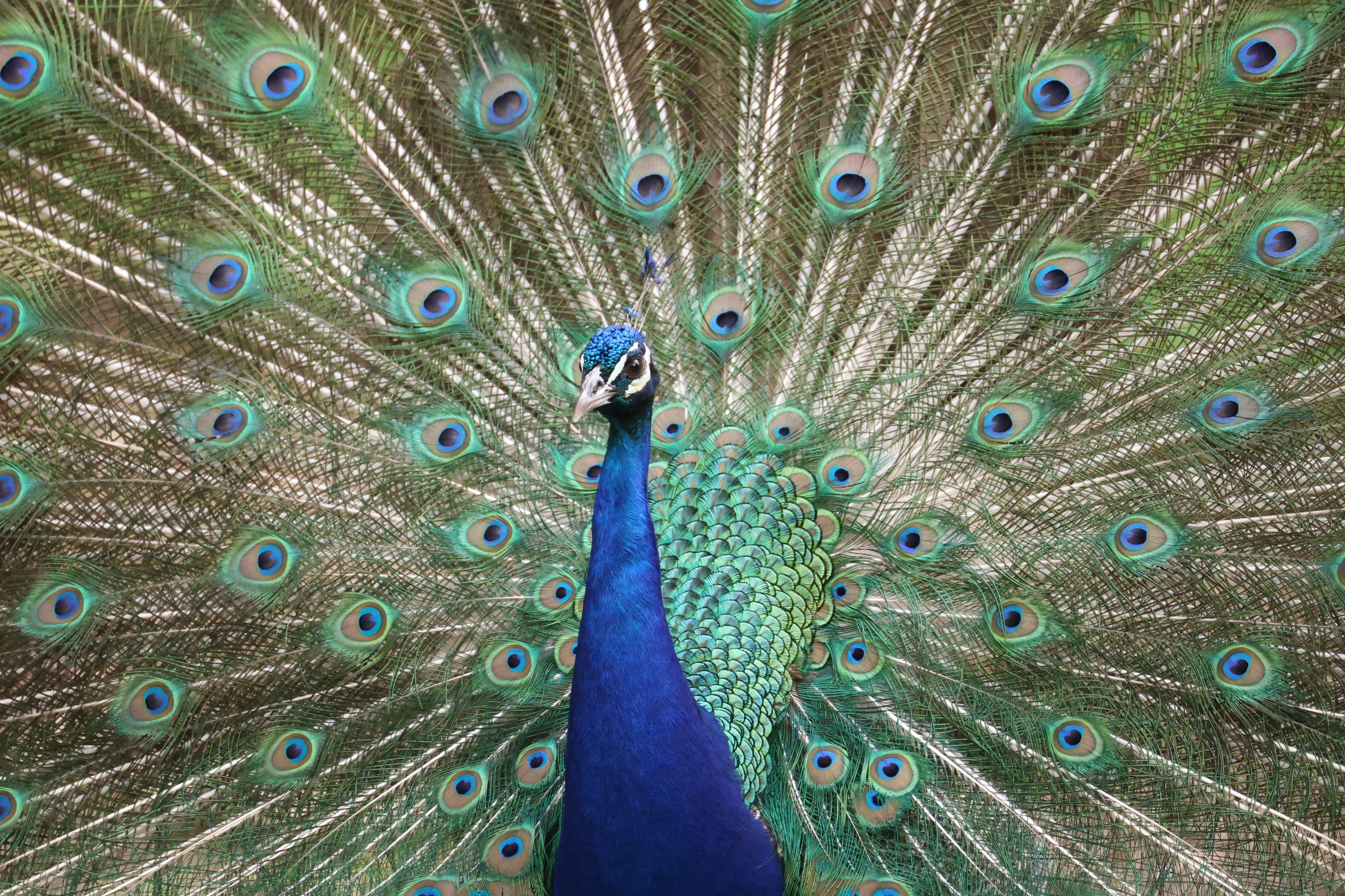 Tierpark & Schloss Rosegg – Natur, Geschichte & Labyrinth-Abenteuer