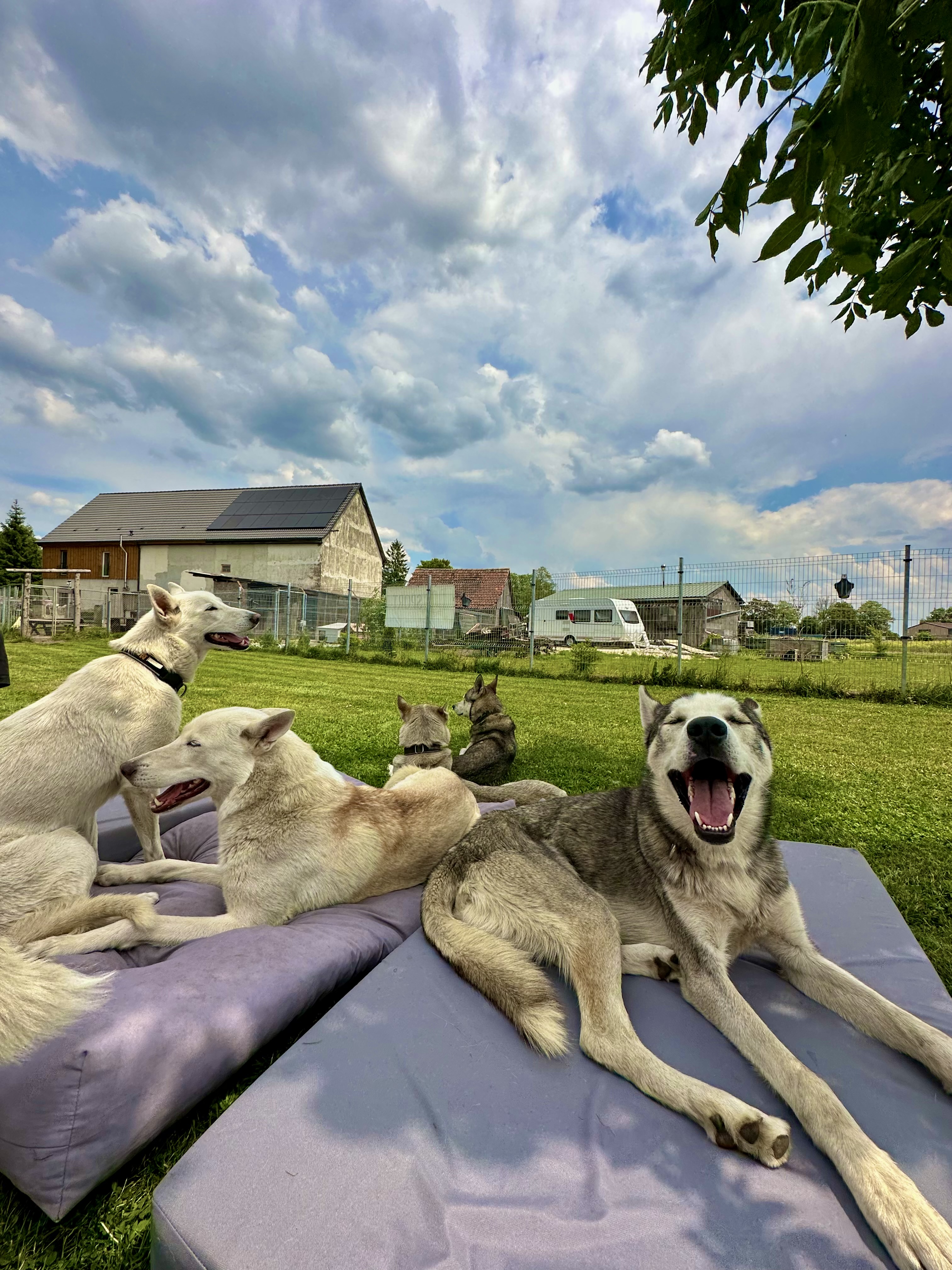 Husky cuddling by Speed Junkies 