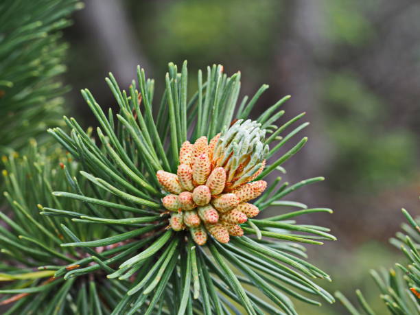 SAUNA infusion "Tyrolean stone pine"