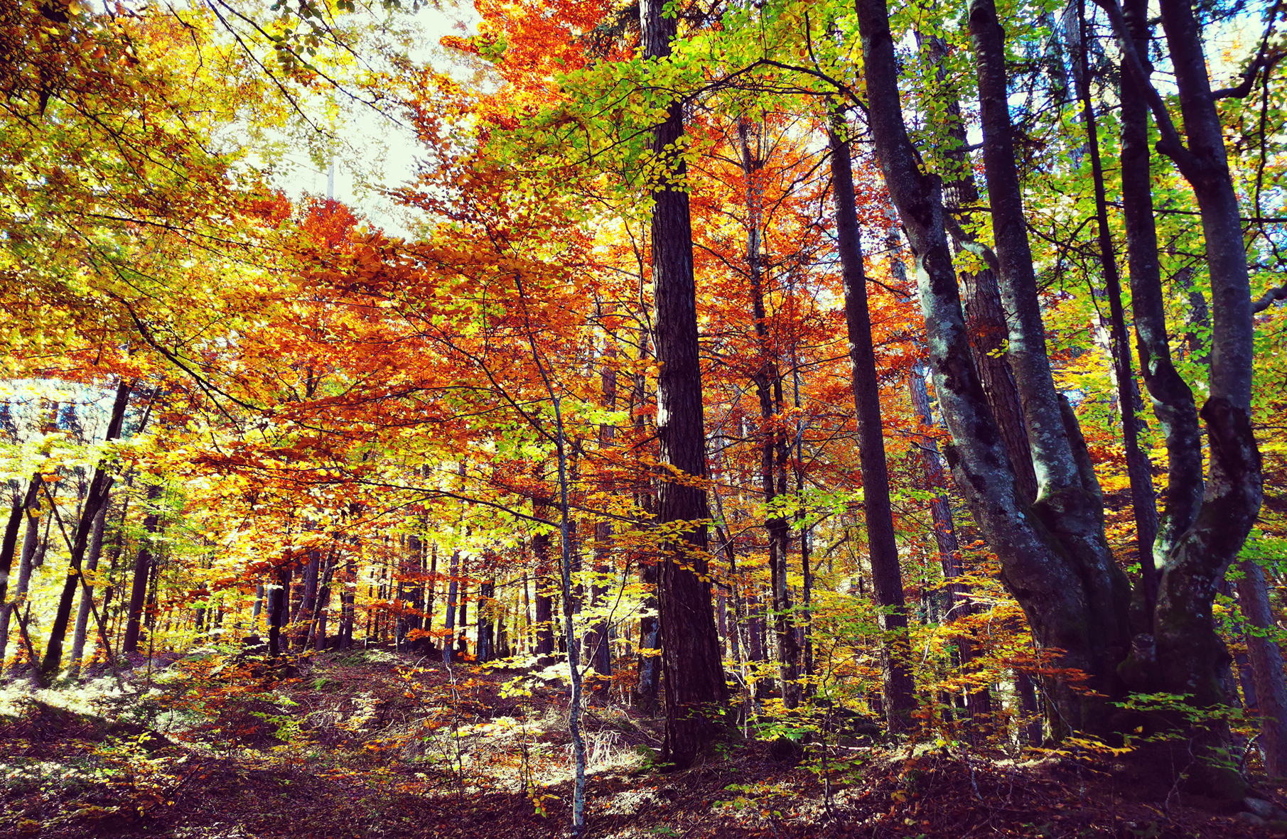 Forest bathing in the bell