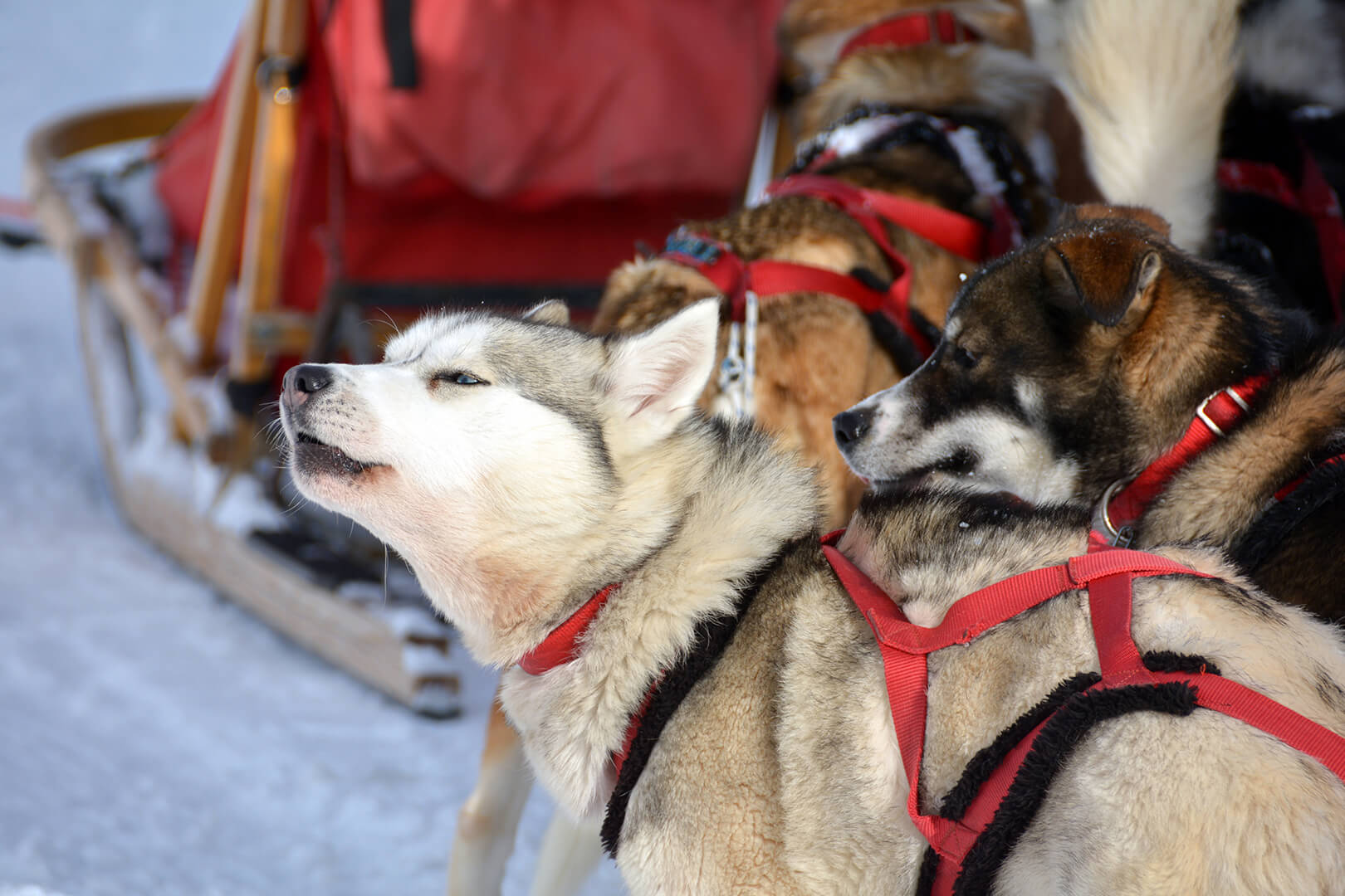 Husky Village