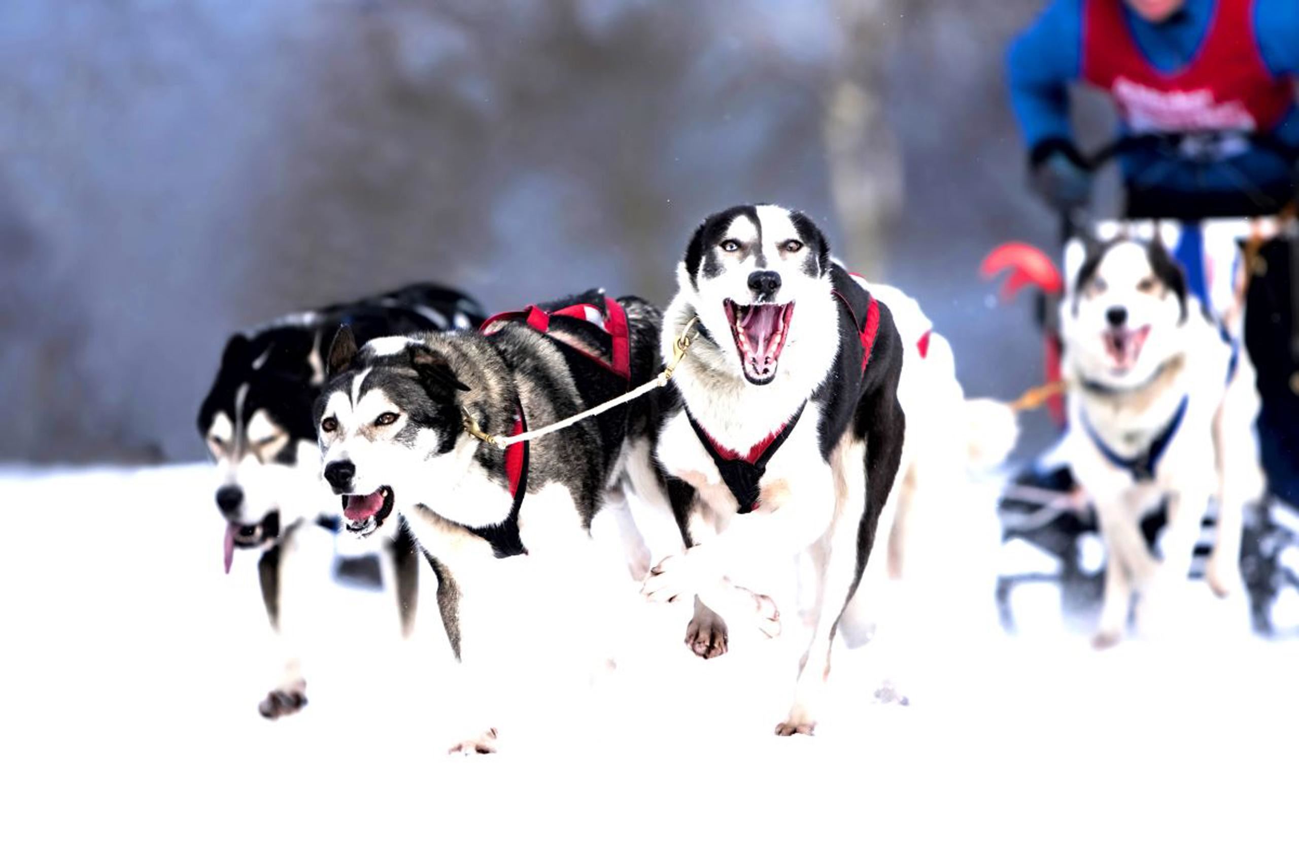 Schlittenhunde Workshop