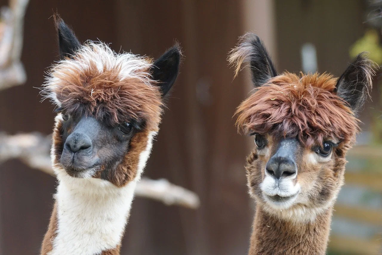 Alpaca walk