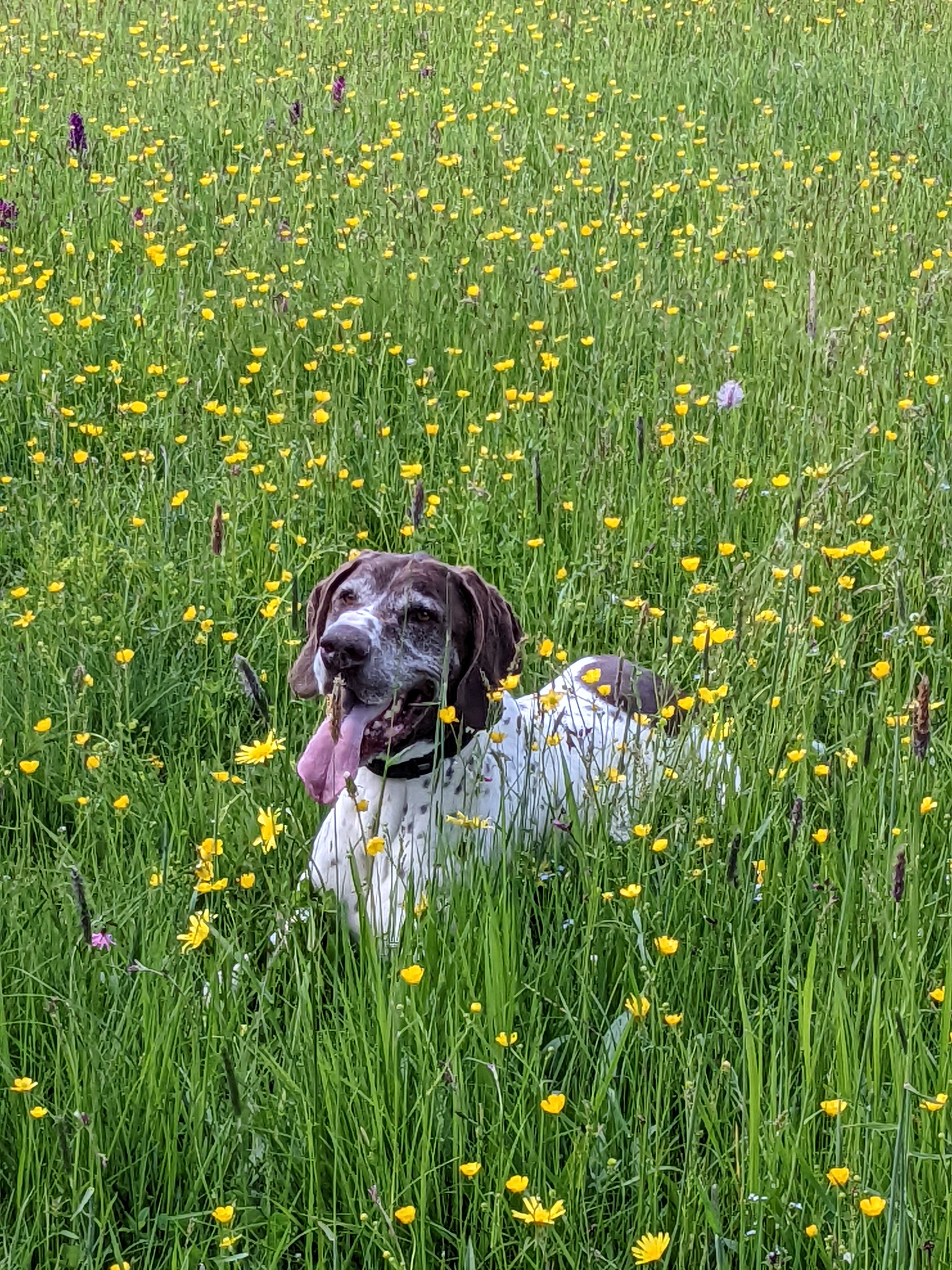 Kleine Hunderunde